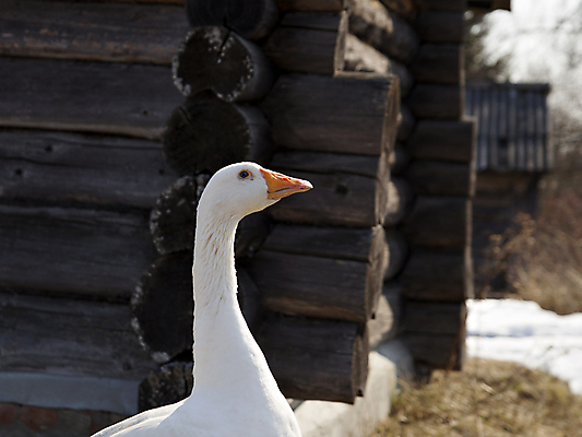 포토 JPG 해외이미지 동물 1 전통 계절 농업 날개 자연 조류 사람없음 야외 빨간색 농장 걷기 맑음 봄 흰색 시골 굽기 깃털 부리 장면 목 거위 물새 내추럴 외양간 해외포토 산업 컬러 모션 날씨 신체부위 구이 생태계 파일형식 이미지허브