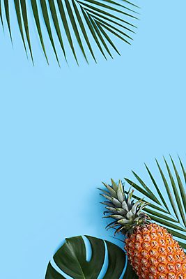 포토 JPG 해외이미지 실내 사람없음 하이앵글 파인애플 열대과일 파란배경 몬스테라 열대잎 카피스페이스 제철과일 해외포토 식물 뷰포인트 백그라운드 잎 과일 내부 파란색 공백 제철 파일형식 이미지허브