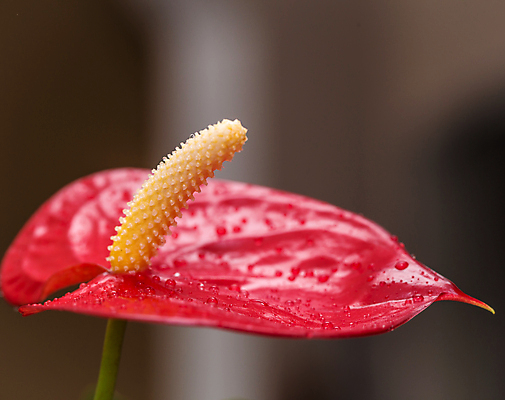 포토 JPG 해외이미지 주간 줄기 사람없음 야외 머리 열대꽃 해외포토 자연요소 식물 꽃 신체부위 파일형식 이미지허브