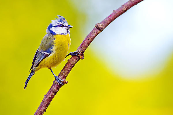 포토 JPG 해외이미지 동물 유럽 야생동물 날개 자연 조류 사람없음 뷰티 환경 다양 스페인 보호 숲 깃털 환경보전 생태계 생물학 부리 서식지 동물상 보호구역 생태학 해외포토 교육 나라 다수 컨셉 조형물 사회이슈 구역 파일형식 이미지허브