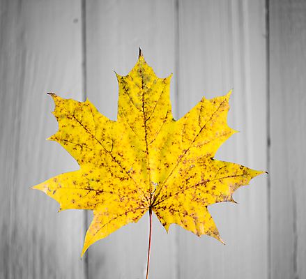 포토 JPG 해외이미지 식물 디자인 계절 백그라운드 컨셉 단풍 잎 오렌지 자연 표면 프레임 미술 사람없음 목재 빨간색 갈색 노란색 세일 우주 공백 손상 수확 거친 가장자리 떨어짐 묘사 부식 질감 복고 먼지 분열 타이틀 그런지 단절 옛날 카피스페이스 해외포토 나무 컬러 농업 과일 재료 문화예술 둘레 생태계 파일형식 이미지허브