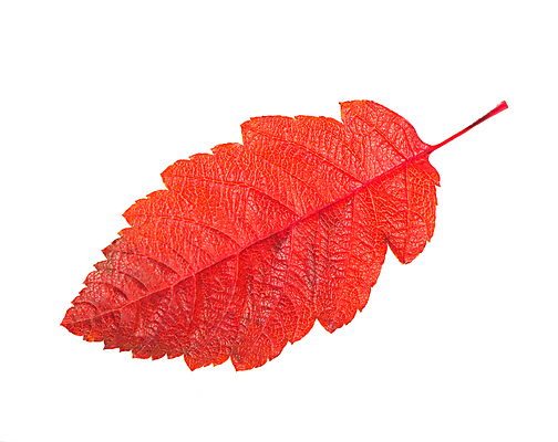 포토 JPG 해외이미지 단풍 낙엽 사람없음 빨간색 오브젝트 해외포토 컬러 잎 파일형식 이미지허브