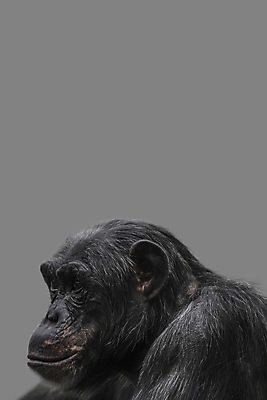 포토 JPG 해외이미지 동물 응시 행복 감정 여유 얼굴 야생동물 과학 포즈 컨셉 생각 포유류 아프리카 자연 휴식 실험 종류 미소 웃음 성인 사람없음 원숭이 입 보호 스마트 복지 호기심 유인원 침팬지 돌봄 소셜 옛날 지능 카피스페이스 해외포토 시선 나라 모션 표정 사람 신체부위 공백 사회이슈 생태계 파일형식 이미지허브