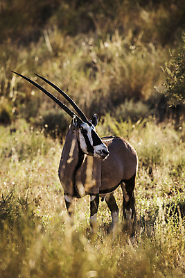 포토 JPG 해외이미지 동물 남자 야생동물 포유류 아프리카 자연 뿔 국립공원 사람없음 세로 관광지 달러 황무지 보호 사파리 영양 내추럴 나미비아 남아프리카 보츠와나 보호구역 칼라하리 해외포토 공원 나라 여행 컨셉 돈 사람 사막 생태계 구역 파일형식 이미지허브