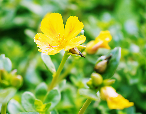 포토 JPG 해외이미지 식물 계절 꽃잎 꽃 분홍색 백그라운드 꽃무늬 오렌지 자연 국화 사랑 사람없음 야외 장식 빨간색 초록색 빛 컬러풀 뷰티 노란색 정원 보라색 봄 활발 벚꽃 떨어짐 계획 작음 녹색배경 내추럴 강렬 해외포토 감정 컬러 컨셉 무늬 과일 크기 생태계 파일형식 이미지허브