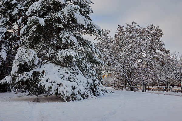 포토 JPG 해외이미지 나무 디자인 계절 공원 길 여행 백그라운드 잎 크리스마스 겨울 패턴 자연 하늘 날씨 추상 휴가 풍경 사람없음 야외 목재 빛 태양 유행 환경 냉동 얼음 추위 흰색 나뭇가지 소나무 숲 12월 질감 서리 장면 전나무 1월 내추럴 눈내림 해외포토 자연요소 식물 공공시설 기념일 컬러 무늬 재료 눈_날씨 날짜 생태계 파일형식 이미지허브