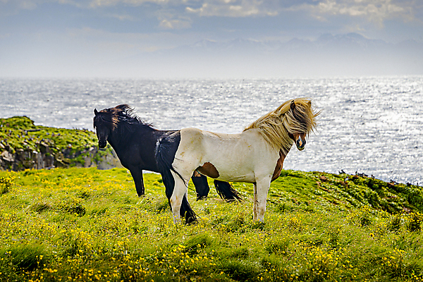 포토 JPG 해외이미지 동물 구름 꽃 지구 섬 여행 2 밭 자연 휴가 산 항해 아이슬란드 이끼 풍경 사람없음 야외 초록색 친구 농장 평화 일몰 자유 탐험 쌍 거친 황무지 저녁 북극 빙하 화산 형제 멀리 피오르 해외포토 자연요소 식물 남자 유럽 컬러 컨셉 농업 배_교통 가족 관계 노을 야간 극지방 생태계 지형 파일형식 이미지허브