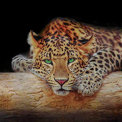 포토 JPG 해외이미지 나무 한마리 응시 야생동물 엎드리기 아프리카 검은배경 실내 사람없음 맹수 표범 해외포토 식물 동물 1 시선 나라 백그라운드 포유류 모션 내부 검은색 파일형식 이미지허브