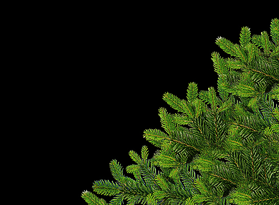 포토 JPG 해외이미지 나무 식물 전통 계절 백그라운드 크리스마스 자연 휴가 사람없음 장식 초록색 검은색 나뭇가지 신선 소나무 닫기 숲 오브젝트 상록수 침엽수 내추럴 고립 가문비나무 해외포토 기념일 컬러 모션 생태계 파일형식 이미지허브