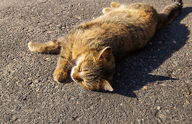 포토 JPG 해외이미지 동물 응시 얼굴 백그라운드 포유류 자연 휴식 거리 털 피곤 3 사람없음 야외 초록색 반려동물 햇빛 태양 노란색 정원 고양이 일몰 봄 흰색 시골 잠 얼룩무늬 솜털 노숙자 거짓말 해외포토 자연요소 시선 계절 컬러 컨셉 무늬 신체부위 노을 생태계 파일형식 이미지허브