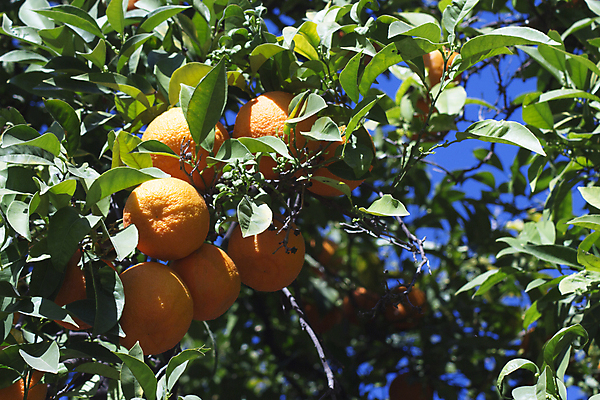 포토 JPG 해외이미지 주간 농업 귤 사람없음 야외 귤나무 해외포토 자연요소 나무 산업 과일 파일형식 이미지허브