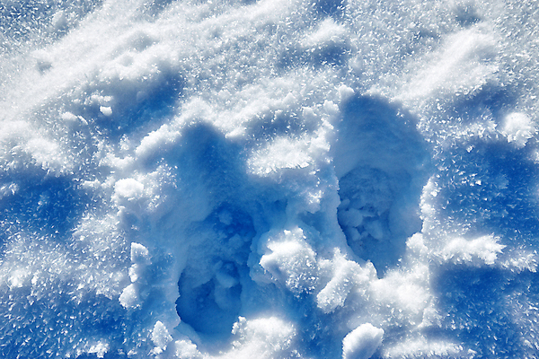 포토 JPG 해외이미지 길 곡선 자국 추상 새로움 그림자 사람 사람없음 빛 반려동물 얼음 고양이 화목 추위 금지 덮개 흰색 눈송이 개 강아지 인쇄 발자국 시원함 크리스탈 모래언덕 순수 사냥 바둑 서명 늑대 단계 깊이 방법 선로 양발 자취 집게발 해외포토 자연요소 동물 선 컬러 컨셉 무늬 포유류 놀이 눈_날씨 뚜껑 광석 언덕 파일형식 이미지허브