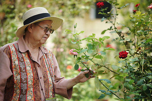 포토 JPG 해외이미지 식물 라이프스타일 응시 공원 여자 꽃 행복 휴식 한명 동양인 야외 장미 정원 은퇴 옛날 해외포토 1 시선 공공시설 감정 컨셉 사람 인종 생활 파일형식 이미지허브