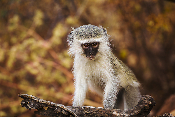 포토 JPG 해외이미지 동물 응시 야생동물 새끼 포유류 아프리카 청소년 자연 국립공원 사람없음 가로 관광지 원숭이 황무지 보호 사파리 남아프리카 보츠와나 보호구역 해외포토 시선 공원 나라 여행 컨셉 사람 생태계 구역 파일형식 이미지허브