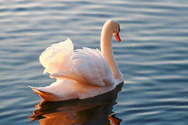 포토 JPG 해외이미지 주간 한마리 호수 사람없음 야외 백조 해외포토 자연요소 1 조류 파일형식 이미지허브