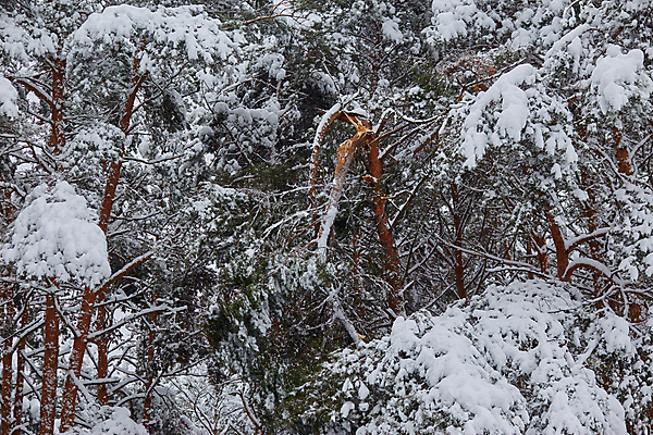 포토 JPG 해외이미지 나무 계절 공원 길 백그라운드 겨울 자연 날씨 풍경 사람없음 야외 목재 파란색 얼음 추위 가을 흰색 나뭇가지 시골 소나무 숲 위험 오솔길 12월 서리 폭풍 눈보라 1월 내추럴 2월 깨짐 삼림지대 선로 재앙 폭설 눈내림 해외포토 자연요소 식물 공공시설 컬러 컨셉 재료 눈_날씨 날짜 자연재해 생태계 파일형식 이미지허브