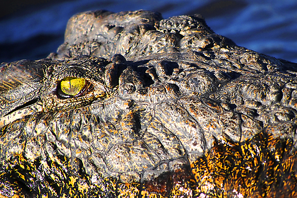 포토 JPG 해외이미지 동물 척추동물 야생동물 파충류 아프리카 자연 국립공원 사람없음 야외 뷰티 환경 다양 보호 위험 사파리 환경보전 생태계 생물학 육식동물 악어 사냥꾼 육식 서식지 동물상 보츠와나 보호구역 생태학 해외포토 직업 공원 교육 나라 다수 컨셉 조형물 사회이슈 구역 파일형식 이미지허브