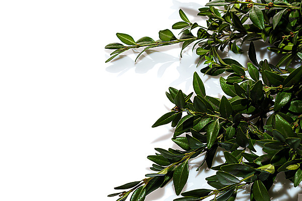 포토 JPG 해외이미지 식물 계절 공원 꽃잎 꽃 꽃다발 곤충 백그라운드 잎 밭 공 자연 벽지 따뜻함 선물 사람없음 장식 물 빛 뷰티 정원 꽃병 봄 회색 벚꽃 흰색 나뭇가지 신선 뜨거움 투명 맛 다발 수집 질감 향기 냄새 엽서 꽃가루 꿀 비네팅 용량 정물화 해외포토 자연요소 나무 동물 공공시설 컬러 컨셉 농업 촬영기법 가루 편지 그림 생태계 파일형식 이미지허브