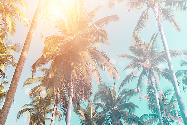 포토 JPG 해외이미지 주간 하늘 사람없음 야외 여름 야자수 햇빛 여름풍경 해외포토 자연요소 나무 계절 풍경 태양 파일형식 여름_계절 이미지허브