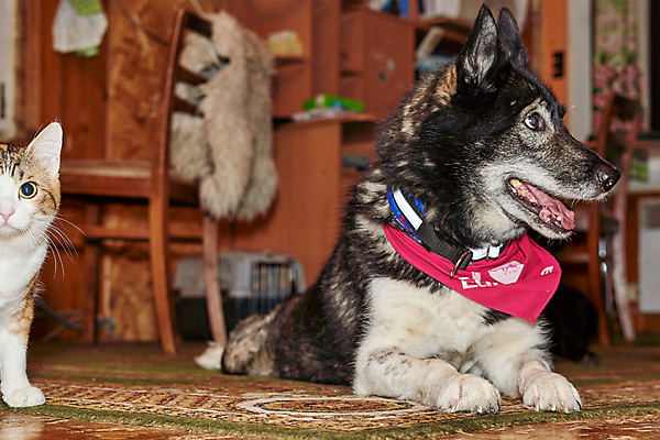 포토 JPG 해외이미지 동물 커플 2 포유류 놀이 휴식 털 함께함 사람없음 친구 반려동물 믿음 검은색 고양이 놀람 우정 회색 자신감 개 보호 큼 무서움 사냥개 송곳니 기르기 돌봄 해외포토 감정 컬러 컨셉 관계 모션 표정 치아 크기 파일형식 이미지허브
