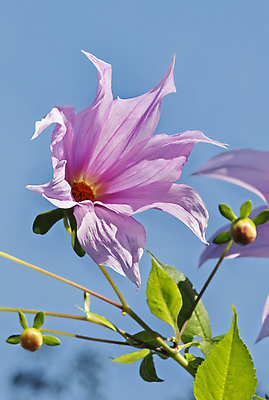 포토 JPG 해외이미지 나무 식물 계절 꽃잎 꽃 백그라운드 사람없음 야외 장식 빛 햇빛 정원 맑음 신선 달리아 묘사 라벤더 내추럴 해외포토 날씨 태양 허브 파일형식 이미지허브