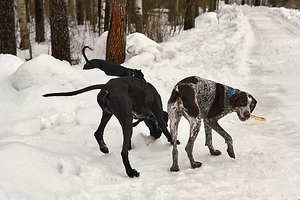 포토 JPG 해외이미지 동물 1 공원 행복 포즈 백그라운드 겨울 장난 포유류 모션 자연 놀이 털 사람없음 야외 반려동물 달리기 갈색 점프 검은색 산책 추위 게임 흰색 개 강아지 미끄럼틀 숲 큼 사냥 송곳니 기르기 충고 해외포토 계절 공공시설 감정 컬러 휴식 치아 놀이기구 크기 생태계 돌봄 파일형식 이미지허브