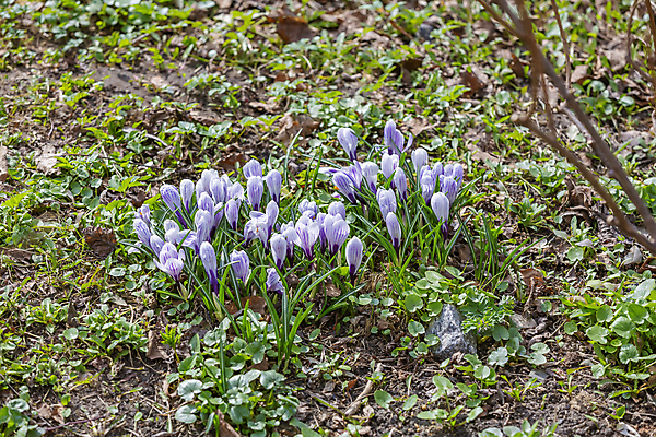 포토 JPG 해외이미지 주간 식물 계절 공원 꽃잎 꽃 줄기 백그라운드 잎 꽃무늬 밭 자연 사람없음 야외 초록색 컬러풀 뷰티 환경 정원 봄 성장 벚꽃 흰색 신선 개화 닫기 화단 내추럴 뒤뜰 온실 해외포토 자연요소 공공시설 컬러 무늬 농업 모션 생태계 파일형식 이미지허브