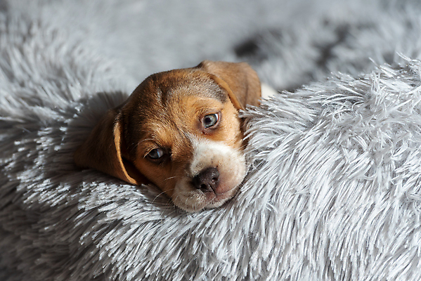포토 JPG 해외이미지 동물 응시 공원 행복 백그라운드 포유류 자연 놀이 주택 털 사랑 성인 사람없음 야외 친구 반려동물 갈색 귀여움 봄 우정 흰색 개 달콤 강아지 작음 혀 흰배경 사냥개 비글 슛 몸단장 송곳니 거짓말 고립 기르기 유래 해외포토 시선 계절 공공시설 감정 컬러 컨셉 관계 사람 건물 입 맛 치아 크기 생태계 돌봄 파일형식 이미지허브