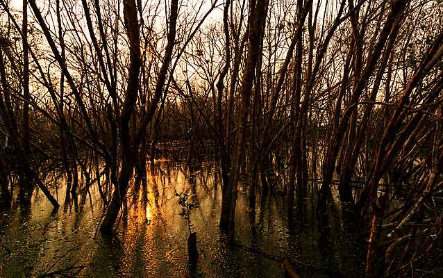 포토 JPG 해외이미지 나무 식물 계절 공원 지구 백그라운드 자연 추상 사람없음 목재 물 빛 강 햇빛 뷰티 반사 노란색 일출 환경 검은색 어둠 일몰 나뭇가지 죽음 변화 저녁 숲 지구온난화 내추럴 위기 재앙 해외포토 자연요소 공공시설 컬러 컨셉 무늬 재료 태양 노을 야간 생태계 기후변화 파일형식 이미지허브