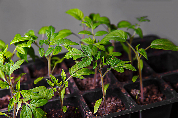 포토 JPG 해외이미지 식물 계절 음식 토마토 채소 자연 새로움 주택 쟁반 건강 씨앗 사람없음 초록색 상자 농장 새싹 정원 흙 봄 성장 신선 작음 플라스틱 유기농 땅바닥 모종 밭일 해외포토 웰빙 컬러 컨셉 농업 재질 바닥 건물 크기 생태계 파일형식 이미지허브