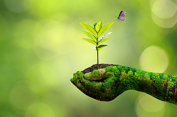 포토 JPG 해외이미지 손 나비 자연 생명 잔디 신체부위 새싹 흙 에코 손모으기 해외포토 식물 곤충 사람 손짓 환경 생태계 파일형식 이미지허브