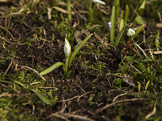 포토 JPG 해외이미지 식물 계절 공원 꽃잎 꽃 잎 봄꽃 자연 사람없음 야외 초록색 뷰티 정원 봄 성장 벚꽃 흰색 속도 해외포토 공공시설 컬러 생태계 파일형식 이미지허브