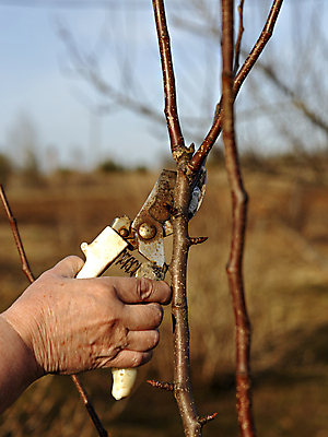 포토 JPG 해외이미지 나무 식물 손 계절 장갑 과일 손가락 사람없음 정원 나뭇가지 업무 칼날 사과 농부 과수원 자르기 준비 원예 날카로움 정확 해외포토 직업 잡화 컨셉 농업 모션 취미 신체부위 작업 파일형식 이미지허브