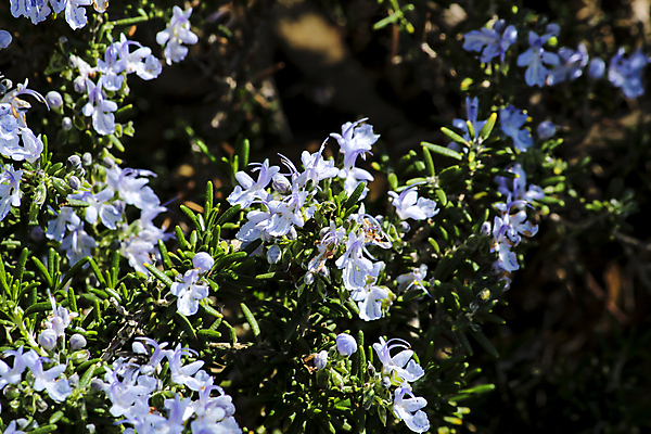 포토 JPG 해외이미지 식물 꽃 잎 재료 자연 요리 사람없음 초록색 파란색 약 주방 정원 보라색 성장 나뭇가지 신선 조미료 개화 맛 다발 지중해 허브 관목 향신료 유기농 향기 아로마 향 상록수 로즈메리 내추럴 난쟁이 석회암 스터핑 식용 영원 해외포토 나무 웰빙 바다 컬러 컨셉 의학 암석 생태계 냄새 향미료 파일형식 이미지허브
