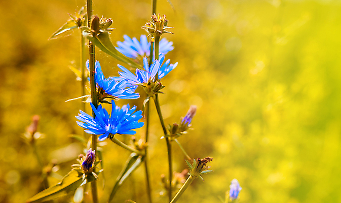 포토 JPG 해외이미지 스튜디오촬영 식물 꽃잎 꽃 백그라운드 밭 자연 잔디 사람없음 야외 치료 가로 세로 초록색 파란색 컬러풀 뷰티 약 환경 들꽃 성장 벚꽃 흰색 개화 비교 군중 땅 허브 지역 고립 블러 수레국화 치커리 해외포토 컬러 컨셉 농업 채소 의학 실내 사람 생태계 파일형식 이미지허브