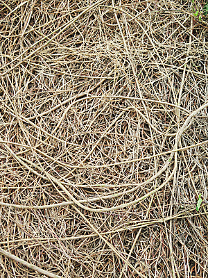 포토 JPG 해외이미지 나무 식물 지구 백그라운드 패턴 농업 자연 표면 추상 사람없음 갈색 환경 흙 성장 닫기 보호 땅 묘사 유기농 원예 질감 뿌리 지역 내추럴 그런지 땅바닥 생태학 세련 해외포토 웰빙 교육 산업 컬러 컨셉 무늬 모션 바닥 취미 생태계 파일형식 이미지허브