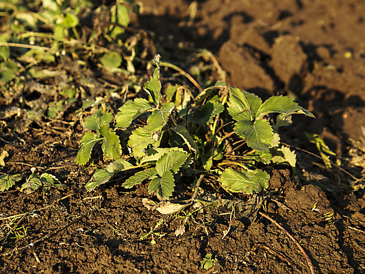 포토 JPG 해외이미지 식물 계절 열매 꽃 음식 잎 농업 자연 딸기 사람없음 초록색 정원 어둠 흙 봄 성장 시골 신선 달콤 맛 친환경 유기농 내추럴 땅바닥 생태학 해외포토 웰빙 교육 산업 컬러 컨셉 과일 바닥 환경 생태계 파일형식 이미지허브