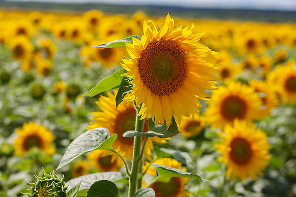 포토 JPG 해외이미지 주간 밭 해바라기 사람없음 야외 농장 해외포토 자연요소 꽃 농업 파일형식 이미지허브