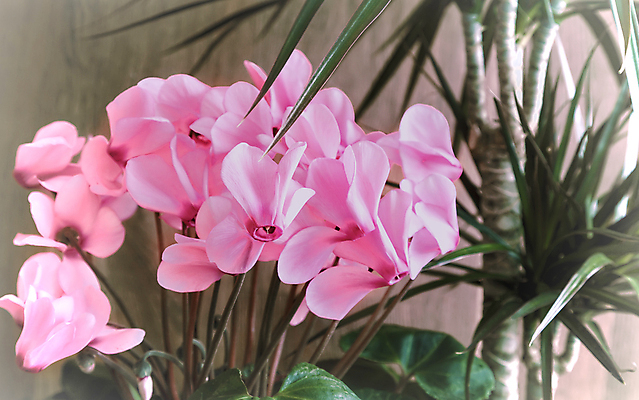 포토 JPG 해외이미지 식물 디자인 꽃 꽃다발 백그라운드 잎 자연 주택 실내 사람없음 내부 농작물 야자수 세일 정원 성장 냄비 꽃집 오브젝트 만족 조경 상록수 모종 영원 온실 원예사 이국적 파스텔톤 카피스페이스 해외포토 나무 직업 감정 컬러 농업 건물 상점 공백 솥 생태계 파일형식 이미지허브