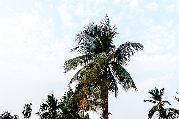 포토 JPG 해외이미지 나무 바다 섬 여행 백그라운드 자연 하늘 휴식 사람없음 야외 가로 초록색 여름 관광지 컬러풀 야자수 햇빛 태양 환경 맑음 고요 일몰 봄 환경보전 코코넛 열대기후 이국적 수평선 해외포토 자연요소 식물 계절 컬러 컨셉 과일 날씨 노을 사회이슈 생태계 파일형식 이미지허브