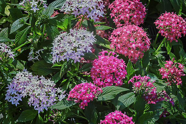 포토 JPG 해외이미지 식물 계절 꽃잎 꽃 분홍색 잎 휴가 새로움 선물 사람없음 장식 빨간색 초록색 파란색 빛 정원 봄 개화 그룹 닫기 큼 원예 향기 화단 부드러움 제비 내추럴 더블 해외포토 컬러 컨셉 모션 조류 취미 감각 크기 냄새 파일형식 이미지허브