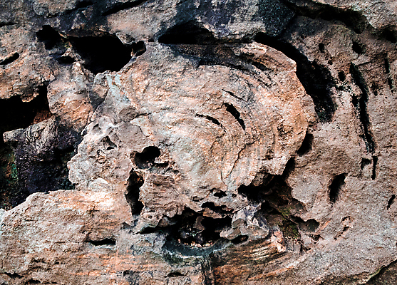 포토 JPG 해외이미지 나무 백그라운드 자연 표면 추상 사람없음 목재 갈색 바위 역사 숲 질감 화석 옛날 지질학 해외포토 식물 교육 컬러 무늬 재료 돌_바위 생태계 파일형식 이미지허브