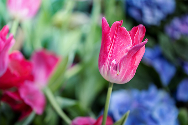포토 JPG 해외이미지 식물 계절 공원 꽃잎 꽃 줄기 분홍색 꽃다발 백그라운드 잎 꽃무늬 밭 자연 사람없음 빨간색 초록색 파란색 빛 컬러풀 햇빛 태양 노란색 정원 맑음 봄 활발 들꽃 튤립 벚꽃 광선 흰색 시골 신선 개화 우아함 내추럴 고립 해외포토 자연요소 공공시설 컬러 컨셉 무늬 농업 날씨 생태계 파일형식 이미지허브