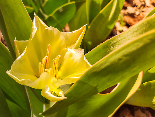 포토 JPG 해외이미지 식물 계절 꽃잎 꽃 백그라운드 잎 꽃무늬 밭 자연 사람없음 야외 빨간색 초록색 물 컬러풀 햇빛 태양 뷰티 노란색 정원 맑음 놀람 봄 튤립 벚꽃 신선 개화 닫기 묘사 엽서 내추럴 해외포토 자연요소 감정 컬러 무늬 농업 모션 날씨 표정 편지 생태계 파일형식 이미지허브