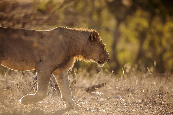 포토 JPG 해외이미지 동물 야생동물 새끼 포유류 모션 아프리카 자연 국립공원 풍경 사람없음 옆모습 가로 관광지 걷기 고양이 황무지 보호 사자 사파리 육식동물 남아프리카 보츠와나 보호구역 사바나 해외포토 멸종위기종 공원 나라 뷰포인트 여행 컨셉 반려동물 생태계 구역 파일형식 이미지허브