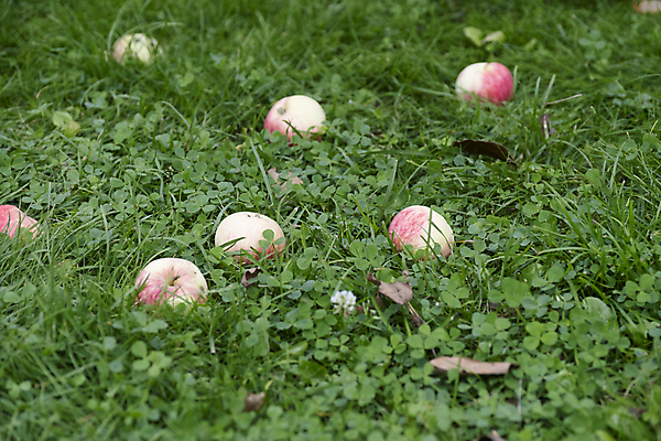 포토 JPG 해외이미지 나무 식물 계절 음식 백그라운드 잎 농업 과일 자연 하늘 매달리기 건강 사람없음 야외 빨간색 초록색 빛 농작물 햇빛 태양 농장 정원 맑음 주스 수확 성장 나뭇가지 신선 닫기 달콤 사과 과수원 유기농 내추럴 숙성 해외포토 자연요소 웰빙 산업 음료 컬러 모션 날씨 맛 생태계 파일형식 이미지허브