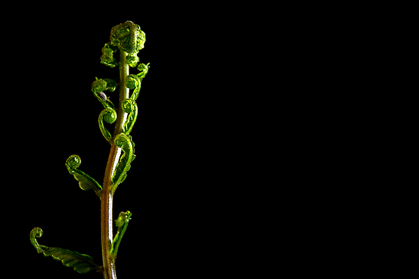 포토 JPG 해외이미지 모양 식물 백그라운드 잎 자연 사람없음 장식 초록색 빛 환경 검은색 어둠 성장 나뭇가지 신선 숲 생물학 강렬 고립 양치류 해외포토 나무 교육 컬러 생태계 파일형식 이미지허브