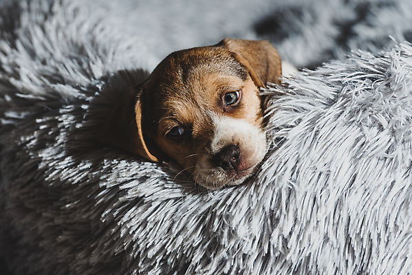 포토 JPG 해외이미지 동물 응시 공원 행복 백그라운드 포유류 자연 놀이 주택 털 사랑 성인 사람없음 야외 친구 반려동물 갈색 귀여움 봄 우정 흰색 개 달콤 강아지 작음 혀 흰배경 사냥개 비글 슛 몸단장 송곳니 거짓말 고립 기르기 유래 해외포토 시선 계절 공공시설 감정 컬러 컨셉 관계 사람 건물 입 맛 치아 크기 생태계 돌봄 파일형식 이미지허브