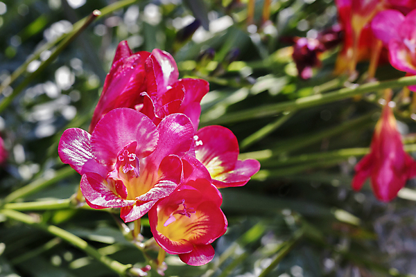 포토 JPG 해외이미지 식물 계절 꽃잎 꽃 백그라운드 꽃무늬 자연 사람없음 야외 햇빛 정원 봄 벚꽃 신선 향기 해외포토 무늬 태양 생태계 냄새 파일형식 이미지허브