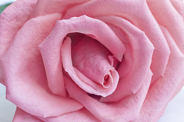 포토 JPG 해외이미지 식물 계절 꽃잎 꽃 분홍색 잎 사람없음 빨간색 장미 정원 봄 축하 신선 개화 큼 주기 향기 핵심 해외포토 컬러 컨셉 모션 크기 냄새 파일형식 이미지허브